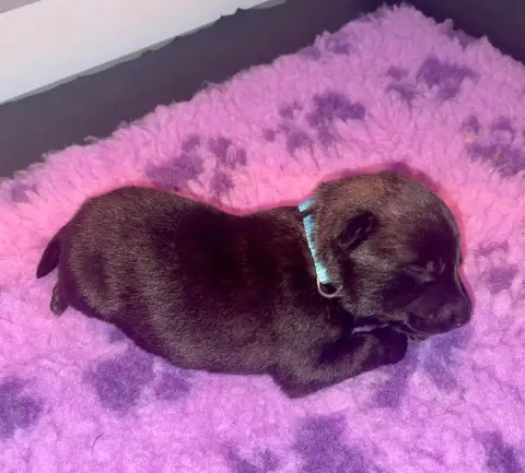 Berger Hollandais  Chiot Bleu Du Domaine De Tanaris 32674