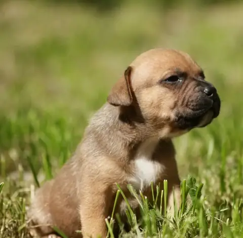 Staffordshire Bull Terrier  Chiot N°1 Oogie Boogie photo 3