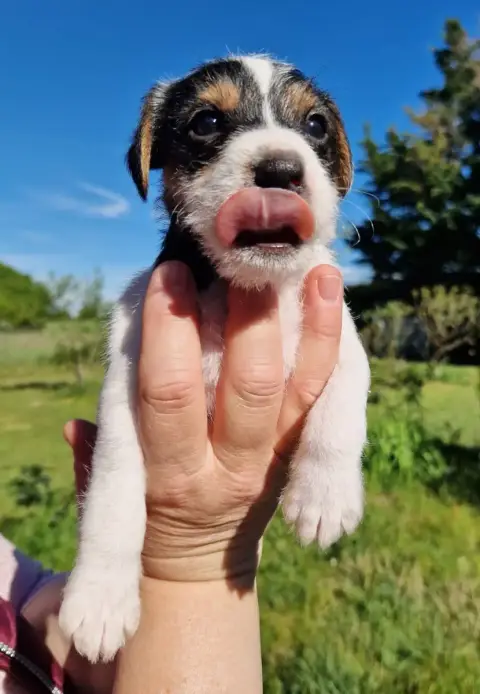 Parson Russell Terrier  B'Winona De La Tribu De Kitch 02ddc photo 3