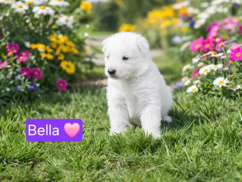 Berger Blanc Suisse  Bella Des Hauts De Menaurupt