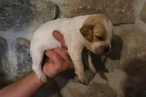 Epagneul Breton  Chiot 5 Des Terres Aniciennes photo 2