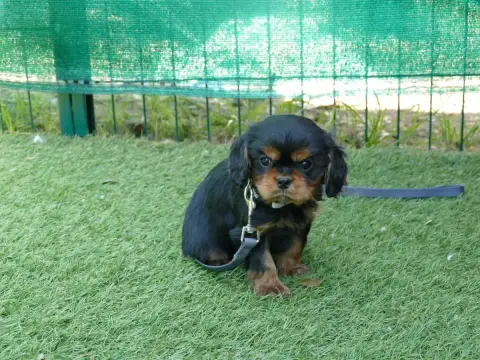 Cavalier King Charles Spaniel photo 2