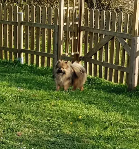 Spitz Allemand  Chiot N°2 De La Truffe Royale photo 3