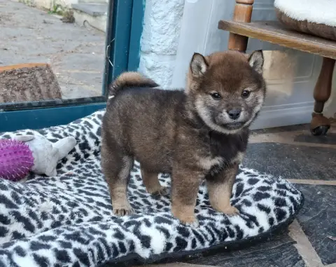 Shiba  Boa Hancock Of Skystaff Starbuck