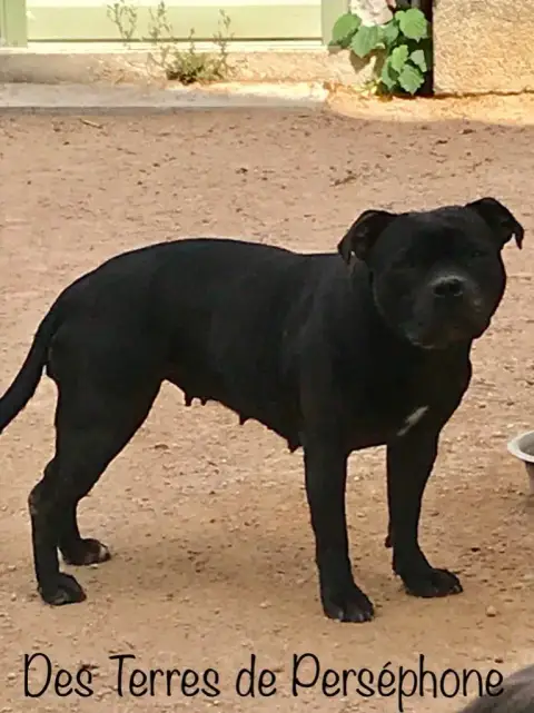 Staffordshire Bull Terrier  Bean Black Diamond photo 3
