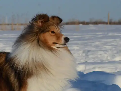 Shetland Sheepdog  Belem photo 3