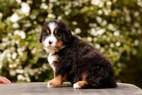 Bouvier Bernois  Chiot 4 De La Vallée De L'Hyrome photo 2