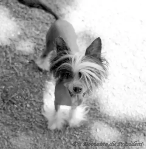 Chien Chinois À Crête  Babouche Des Câlins Dorés photo 3