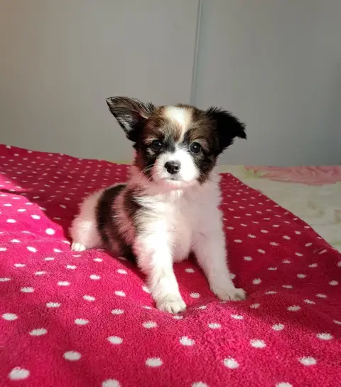 Epagneul Nain Continental (Papillon)  Bébé 2 Maison D eb372