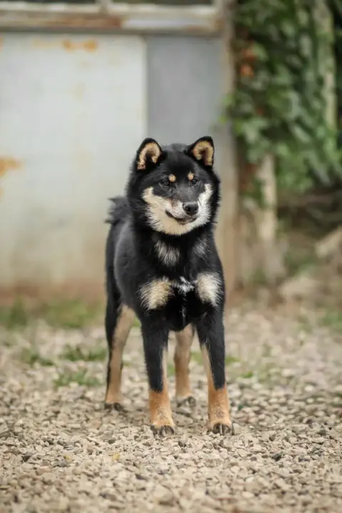 Shiba  Aru Go Gin No Tamashii photo 2