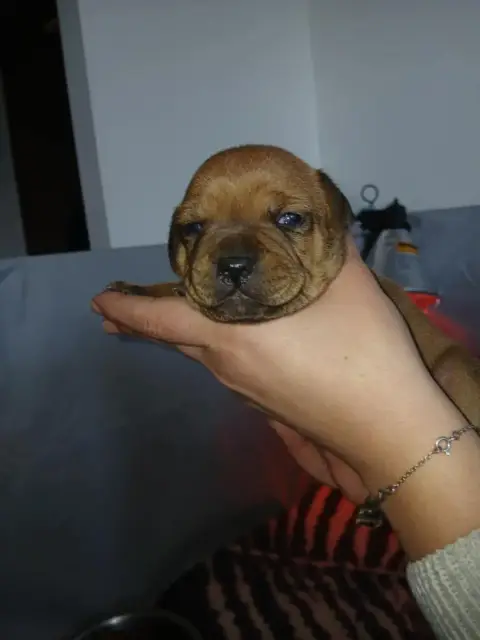 Staffordshire Bull Terrier  Chiot 3 Les Trésors De Co 10ea1