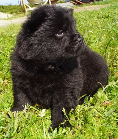 Chow Chow  Bessy Des Bambous De Shunan photo 3