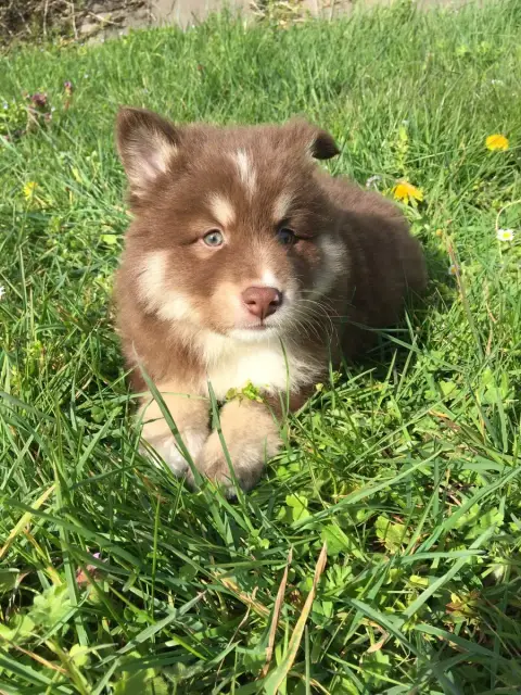 Chien Finnois De Laponie  Blake Du Domaine Des Trolls 894aa photo 2