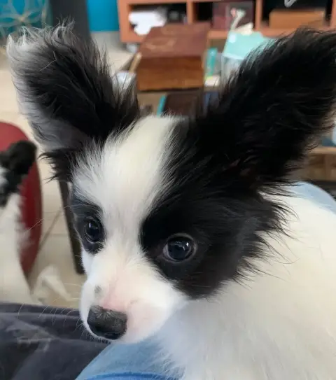 Epagneul Nain Continental (Papillon)  Chiot 5 De L'Es 77ace
