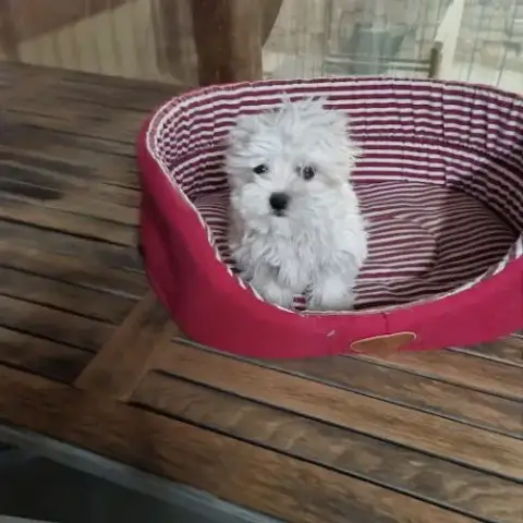 Chiots Bichon Maltais