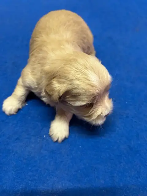 Bichon Havanais  Bonie Du Hameau De Roxane