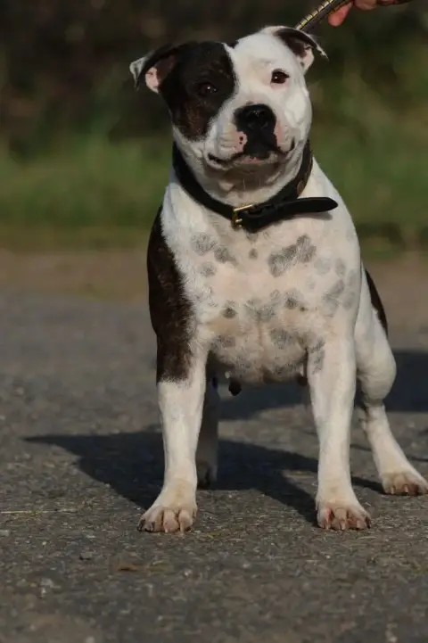 Staffordshire Bull Terrier photo 3