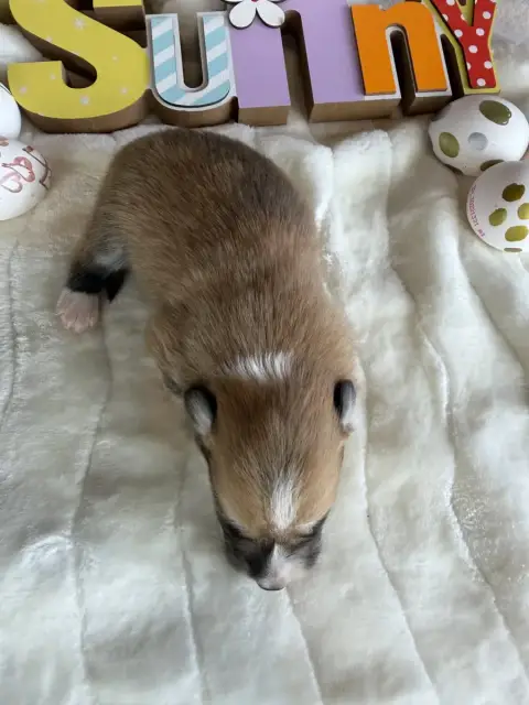 Welsh Corgi Pembroke  Mâle 2 De La Garde Divine