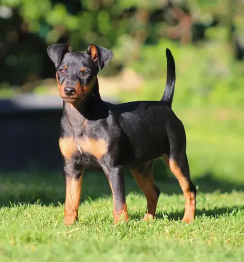 Pinscher Nain  Aïko De La Plaine Bretonne photo 2