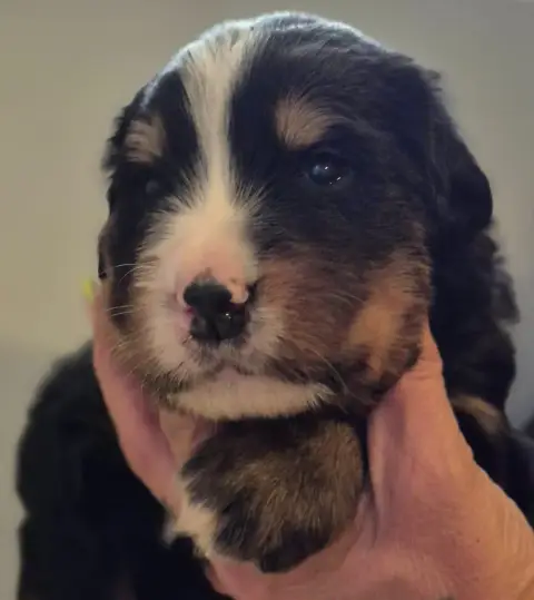 Bouvier Bernois  Chiot Bleu De La Lumière D'Eden