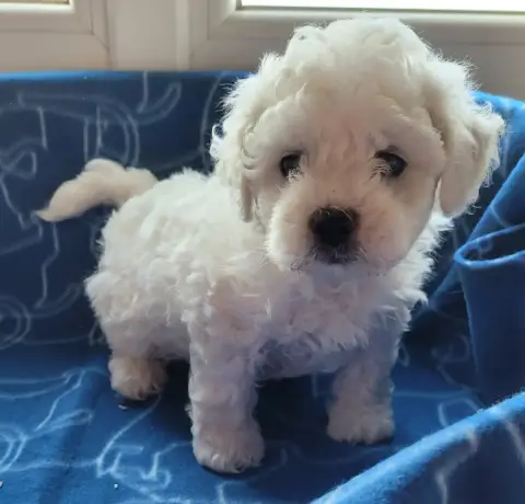 Bichon Frise  Chiot N°2 Des Marais De Courmont