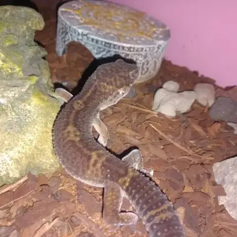 Geckos Leopard Mâle