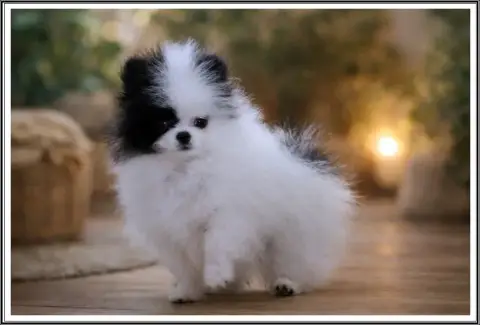 Spitz Allemand  A Little Princess Du Bois Des Amazone fad08