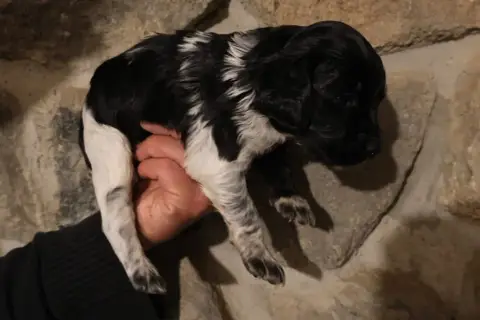Epagneul Breton  Chiot 3 Des Terres Aniciennes photo 3