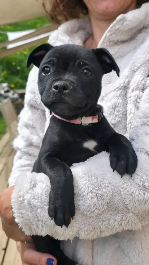 Staffordshire Bull Terrier  Chiot 1 Of Dark Lands photo 3