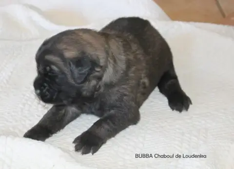 Leonberger  Chiot N°1 De Loudenka