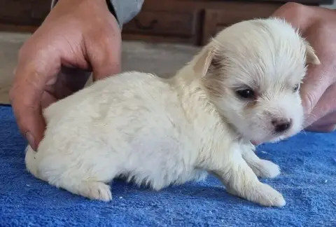 Coton De Tulear  Chiot N°1 Des Hirondelles Du Voyage 66ebc