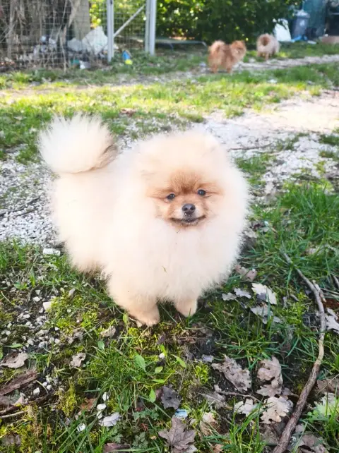 Spitz Allemand photo 3
