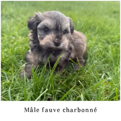 Bichon Havanais  Mâle Fauve Charbonné 2 Des Terres De 738cd