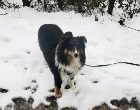 Shetland Sheepdog  Accio Of Chiprey'S Hamlet