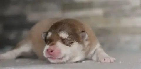 Chien Finnois De Laponie  Chiot 3 Des Quatre Vents Ze fd7b4 photo 2