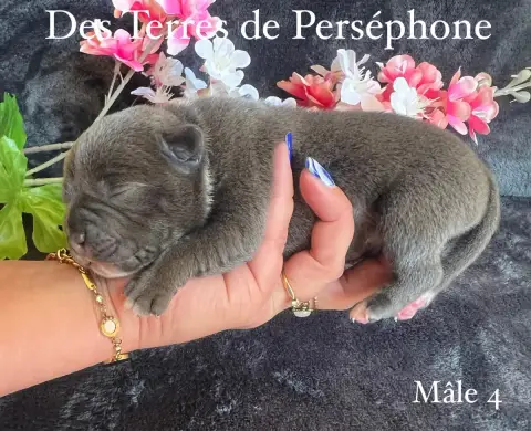 Staffordshire Bull Terrier photo 2