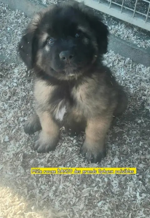 Leonberger  Chiot N°1 Grands Sphynx Paisibles