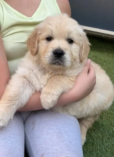 Golden Retriever  Rouge