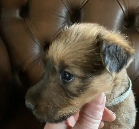 Irish Terrier  Brendan photo 2