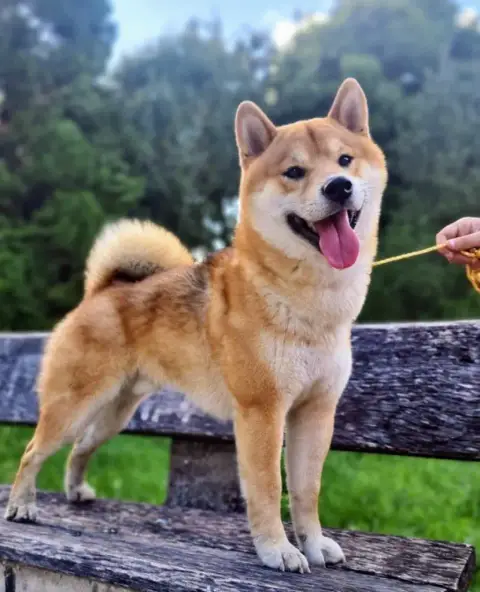 Shiba  Barbara Des Seigneurs De Montbel photo 3