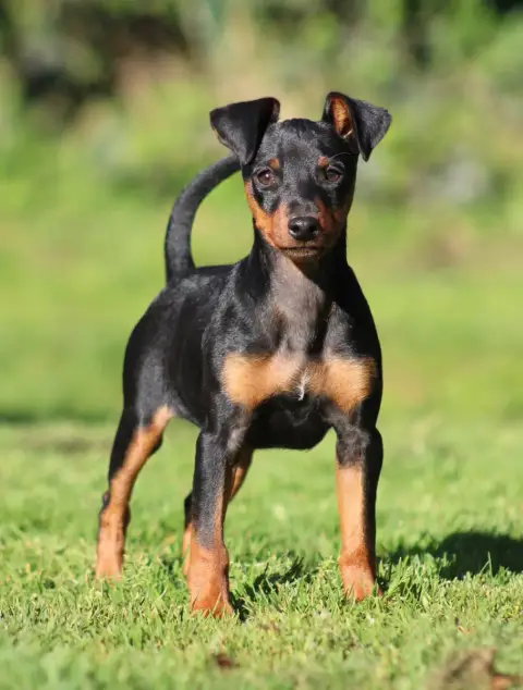Pinscher Nain  Aïko De La Plaine Bretonne