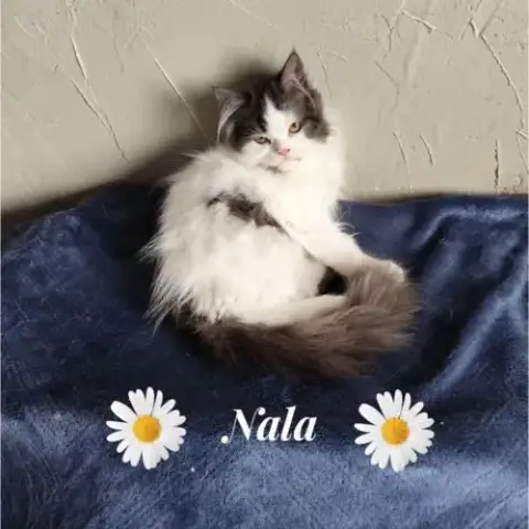 Magnifique Chaton Persan