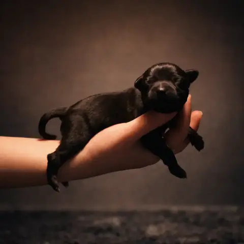 Staffordshire Bull Terrier  Bellona Land Of Black Pea e628b