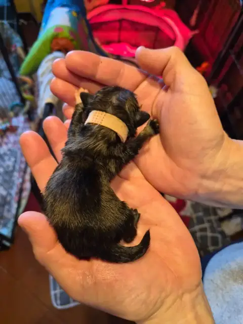 Pekinois  Chiot 2 J M'S Vagab