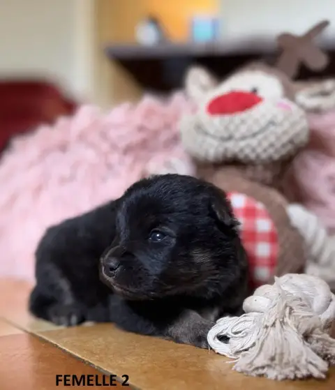 Chien Finnois De Laponie photo 2