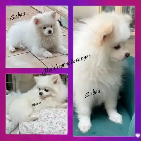 Spitz Allemand  Babou De La Licorne Des Anges