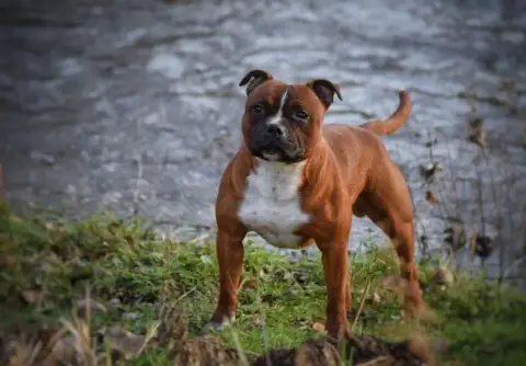 Staffordshire Bull Terrier  Bmw Du Hameau De Fontenay 2ee99 photo 2