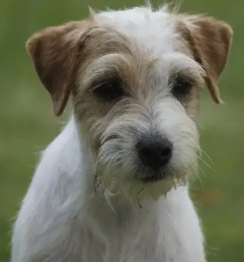 Parson Russell Terrier  Blueway Van Beck Des Folie'S  babc8 photo 3