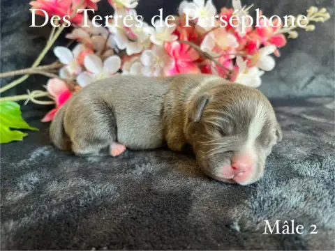 Staffordshire Bull Terrier  Mâle 2 Des Terres De Pers 571ca