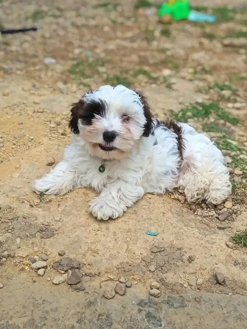Bichon Havanais  Bounty Ankh Of Destiny photo 2